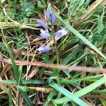 Polygala vulgaris Plante entière