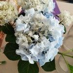 Hydrangea macrophyllaList