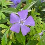 Vinca minorBlomma