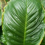 Tacca integrifolia Leaf