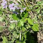 Phacelia congesta Blatt