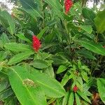 Alpinia purpurata Flower