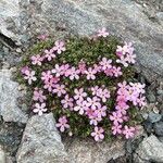 Androsace alpina Flower