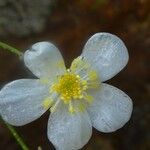 Ranunculus platanifolius Fula