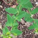 Hypericum tetrapterum Leaf