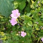 Geranium endressiiΛουλούδι