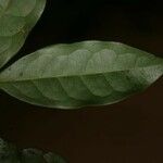 Oxandra asbeckii Hoja