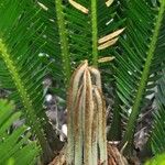 Cycas revoluta Hoja