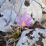 Colchicum lusitanum 花