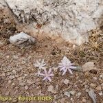 Colchicum pusillum Anders