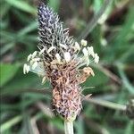 Plantago lanceolata ফুল