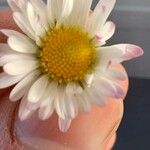 Bellis perennisफूल