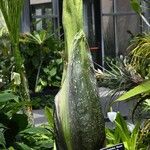 Amorphophallus titanum Flor