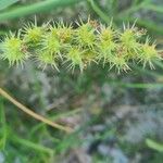 Cenchrus longispinus Fruit