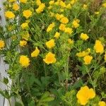 Potentilla aurea Облик