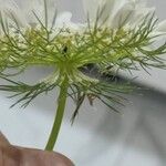 Artedia squamata 葉