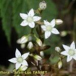 Sedum monregalense Blomma