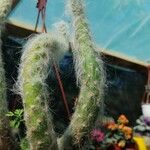 Austrocylindropuntia vestita Leaf