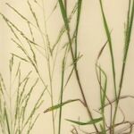 Panicum dichotomiflorum Агульны выгляд