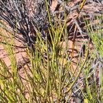 Senna crassiramea Corteza