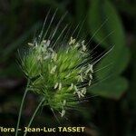 Cynosurus echinatus Fula