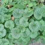 Glechoma hederacea Leaf