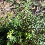 Hibbertia empetrifolia Folla