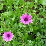 Osteospermum ecklonis Характер