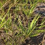 Distichlis spicata Leaf