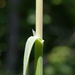 Melica harfordii Bark