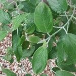 Salvia discolor Feuille