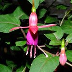 Fuchsia magellanica Kvet