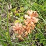 Orobanche elatior Flor