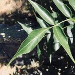 Fraxinus angustifolia Leaf