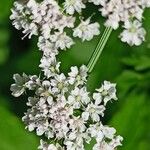 Oenanthe aquatica Flower