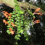 Columnea microcalyx 叶