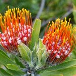 Leucospermum erubescens फूल