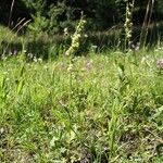 Epipactis albensis Blad