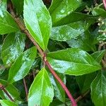 Ageratina ligustrina Hostoa