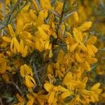 Cytisus galianoi Квітка