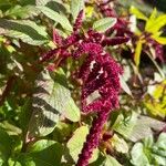 Amaranthus caudatusKwiat