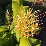 Hedychium gardnerianumFlor