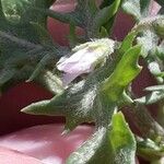 Solanum triflorum Blüte
