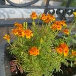 Tagetes erectaBlüte