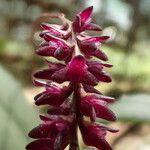 Bulbophyllum pumilum Flor