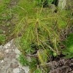 Sonchus leptocephalus Lapas