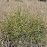 Nolina texana Habitat