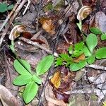 Pterostylis ophioglossa Yeri