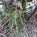 Hakea sericea Blatt