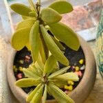 Peperomia dolabriformis Folha